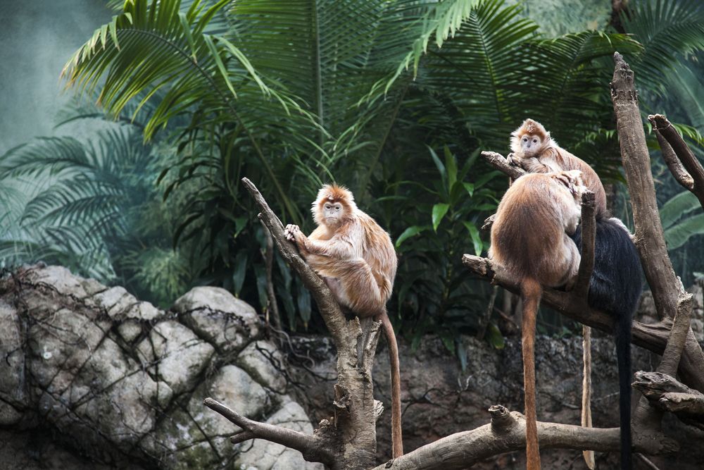 Ebony langurs in Bronx Zoo