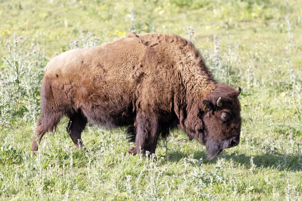 American bison in Bison Paddock