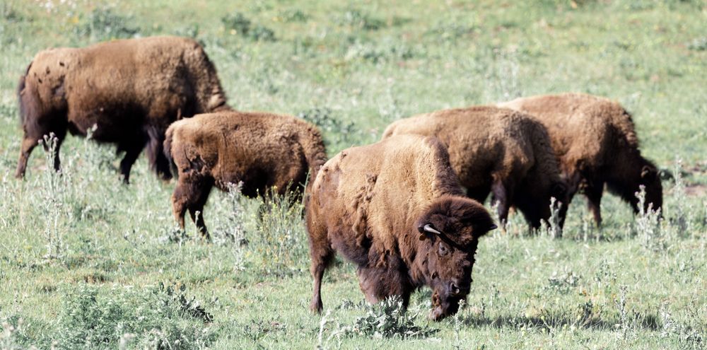 Bisons at Bison Paddock