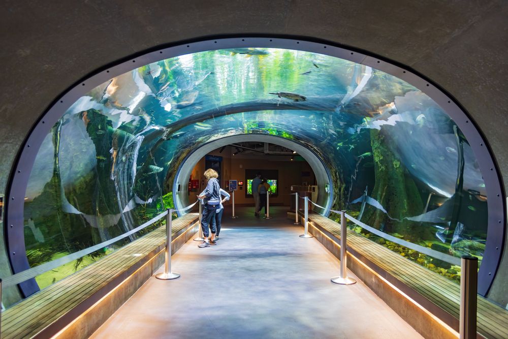 Aquarium in California Academy of Sciences