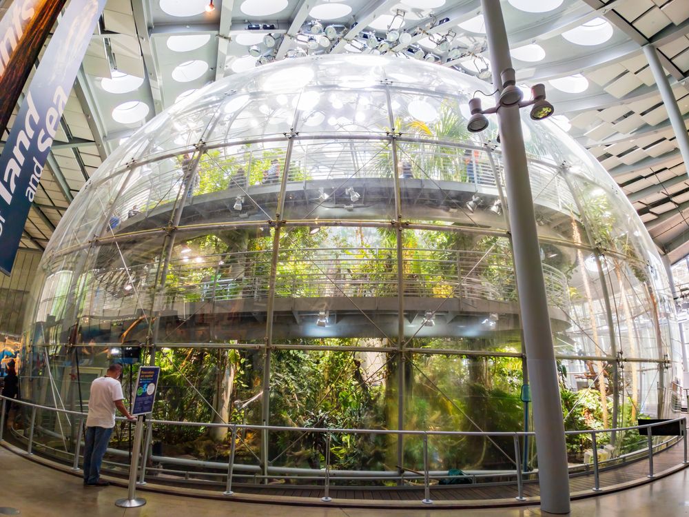 Rainforest in California Academy of Sciences