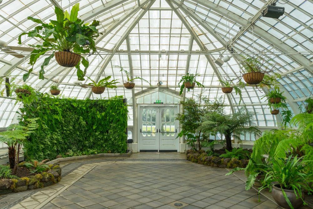 Plants inside the Conservatory of Flowers