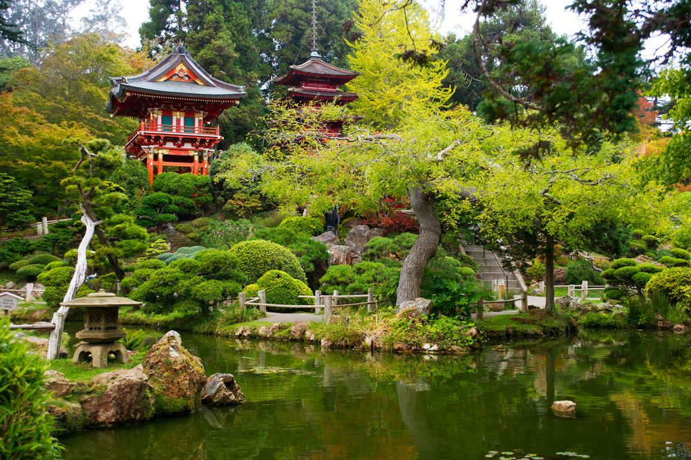 Lush trees at Japanese Tea Garden