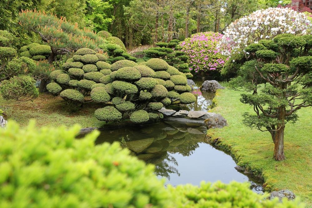 Bonsai trees in Japanese Tea Garden