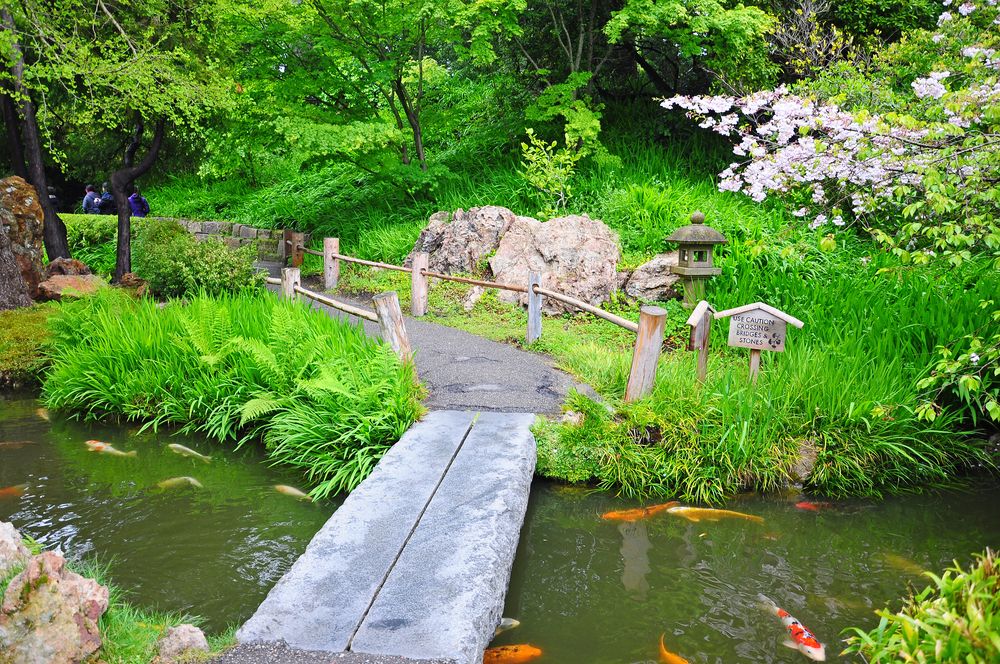 A pond at Japanese Tea Garden