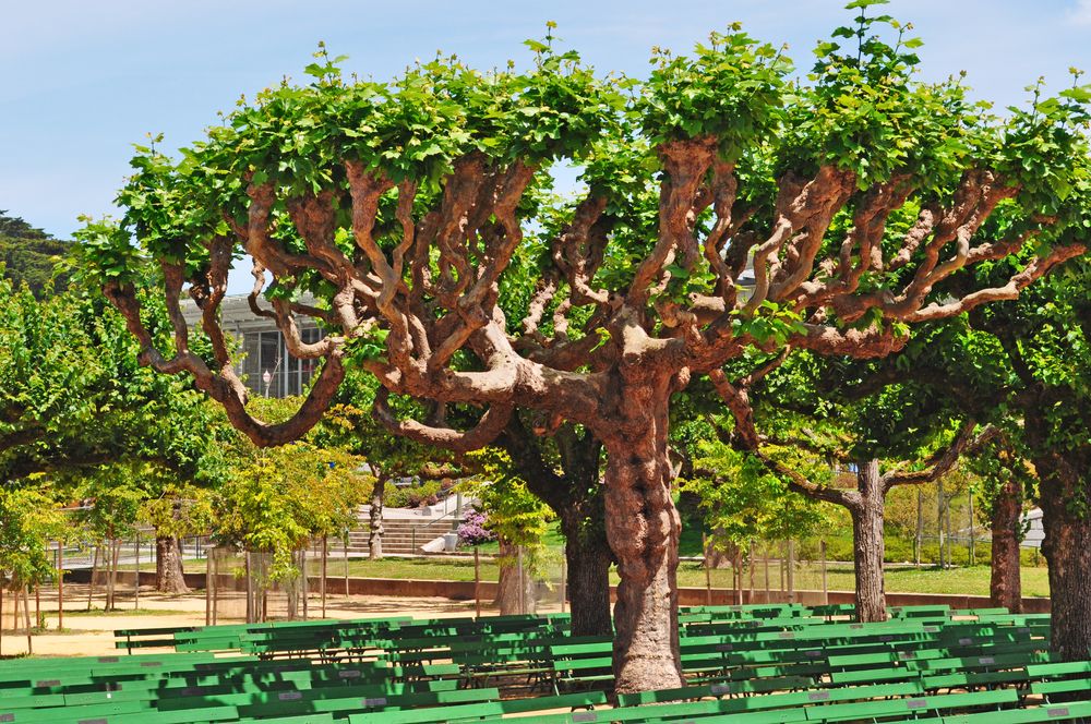 Trees and seats at Music Concourse