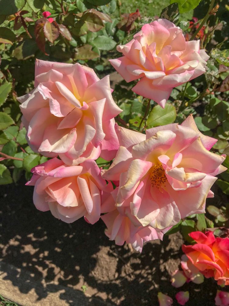 Colorful flowers at Rose Garden