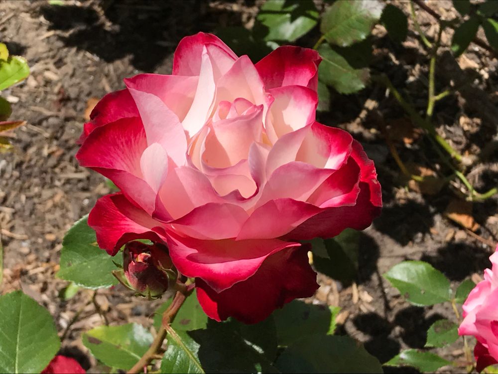 Two-toned rose at Rose Garden