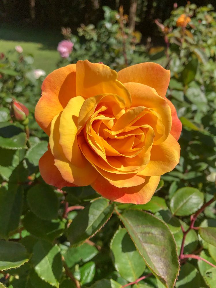 Vibrant colored rose at Rose Garden