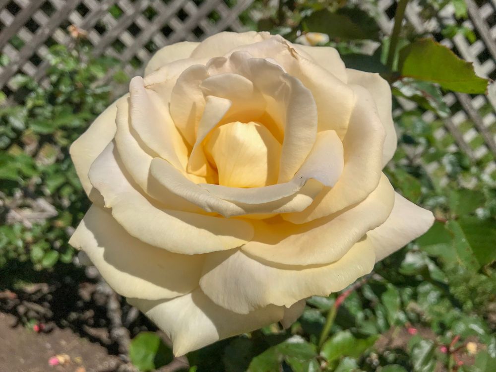 White rose at Rose Garden