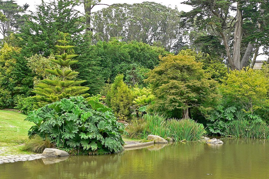 A pond in San Francisco Botanical Garden