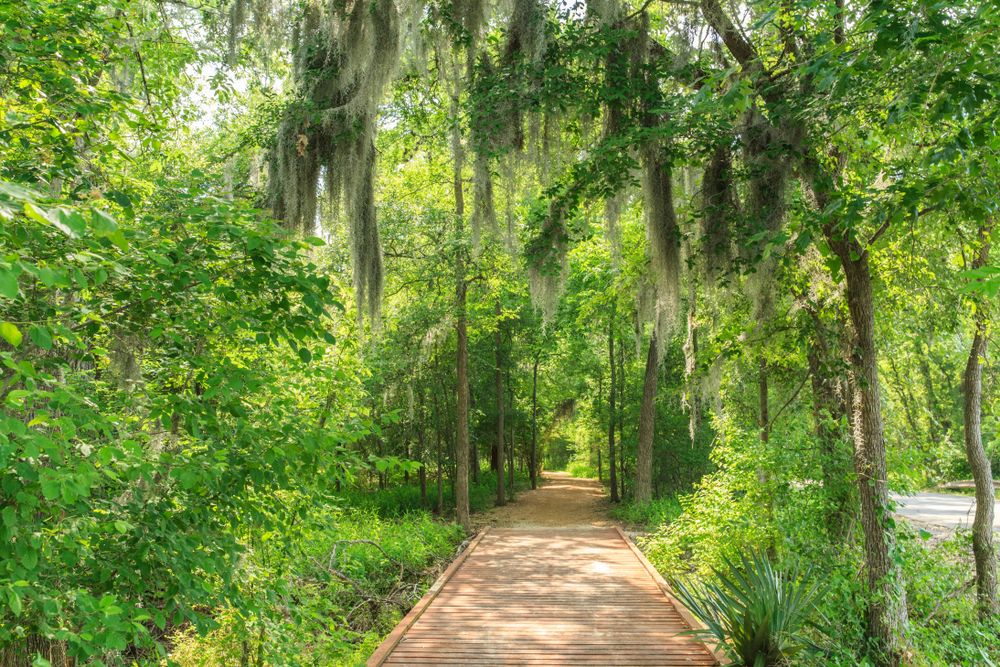 Trees framing the Palmetto State Park's pathway