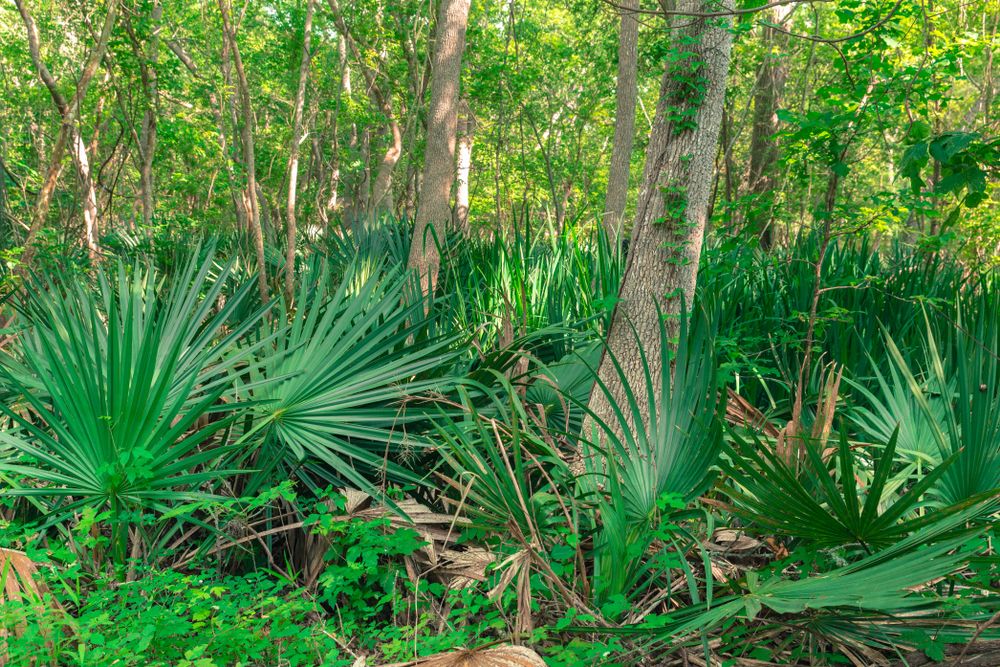 Dwarf palmettos scattered on Palmetto State Park's ground