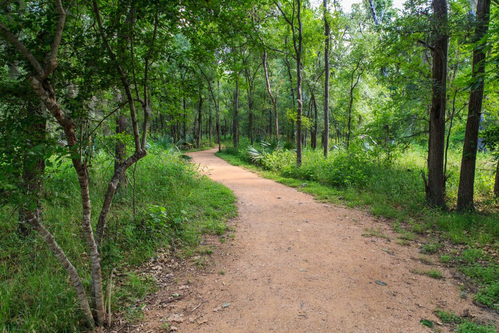 Sand trail at Palmetto State Park