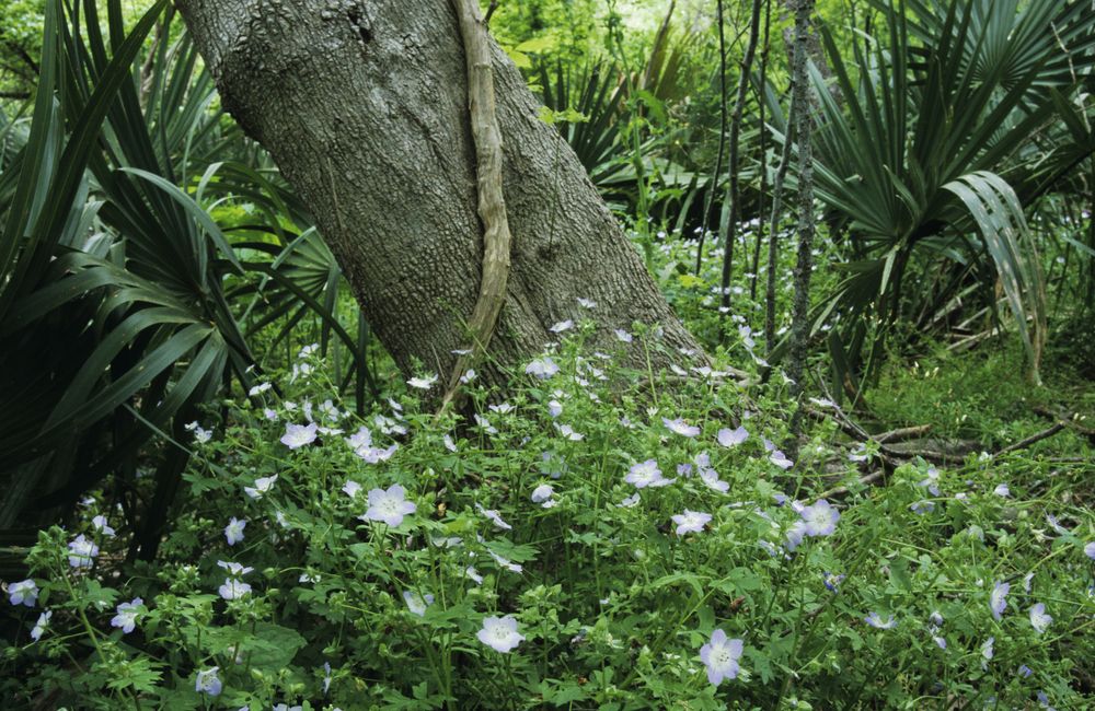 Flowers in full bloom at Palmetto State Park's ground