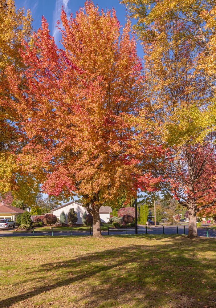 Fall trees at Bella Vista Park