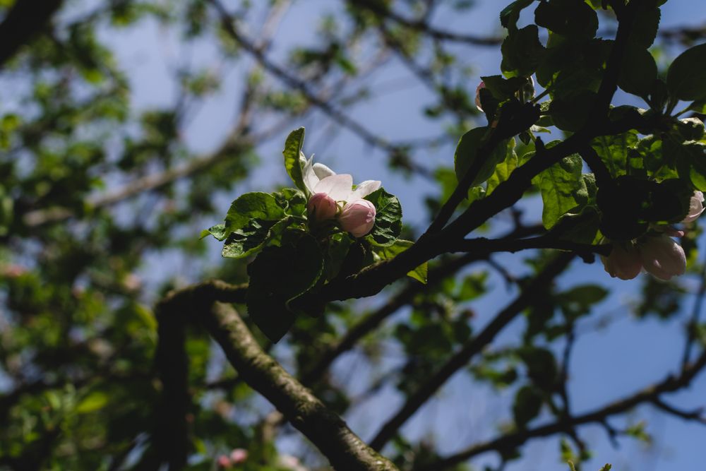 A flowering tree at Ox Bow Park