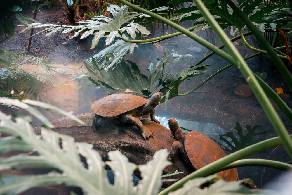 Turtle sculptures at Frederik Meijer Gardens & Sculpture Park