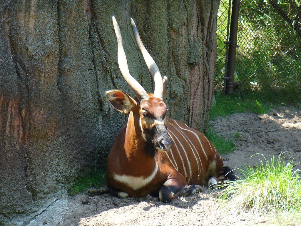 Bongo at John Ball Zoological Garden