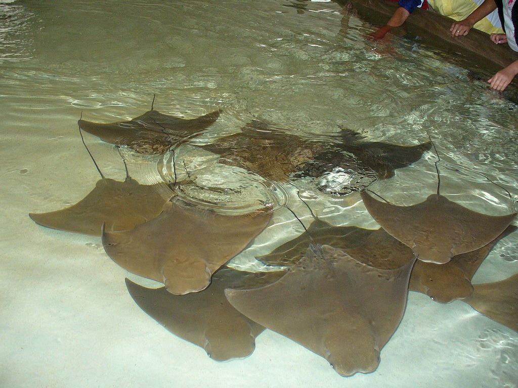 Stingrays at John Ball Zoological Garden