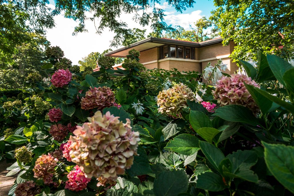 Beautiful flowers at Meyer May House garden