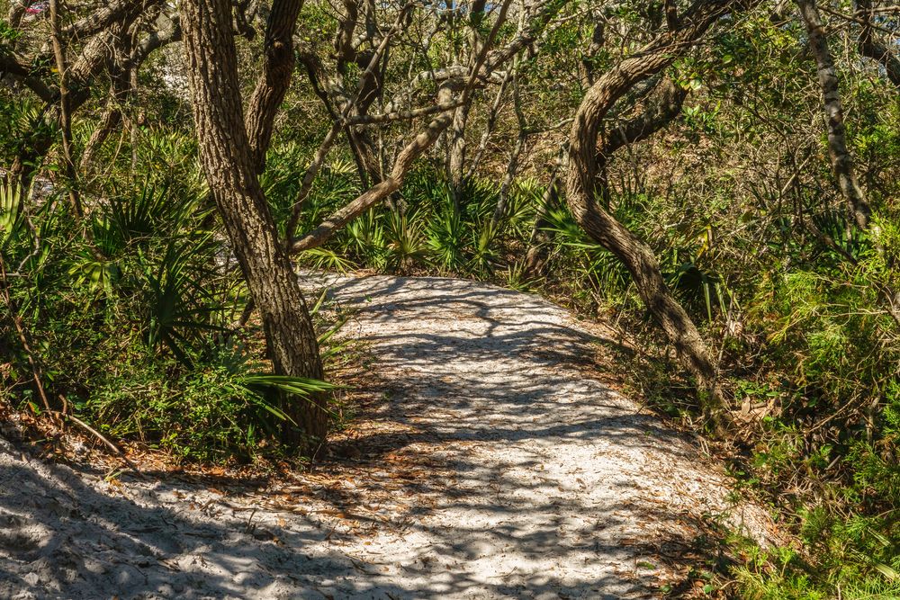 Trees in Grayton Beach State Park