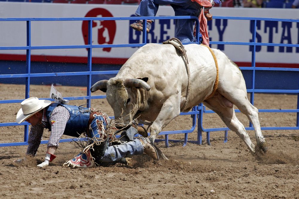 A downed bull rider at greeley Stampede.