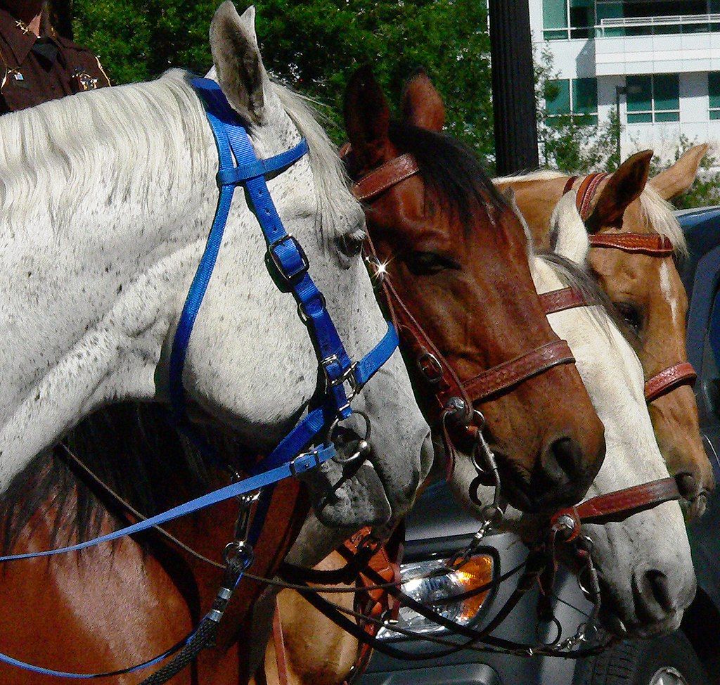 Horses at greeley stampede.