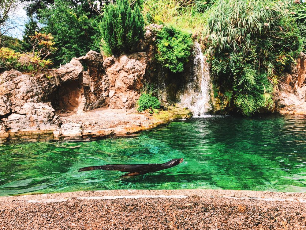 A sea lion swimming on a clear body of water.