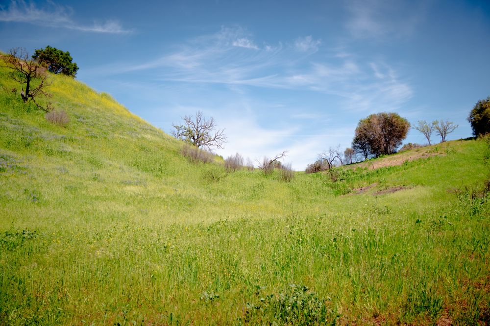 View of Calabasas Creek Park