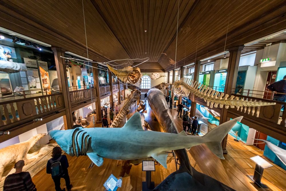 Animal skeletons in Gothenburg Natural History Museum