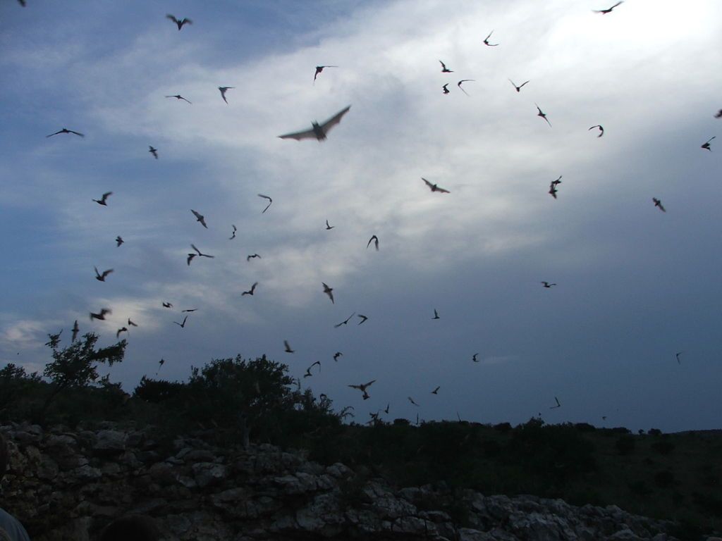 Bats flying out Frio Cave