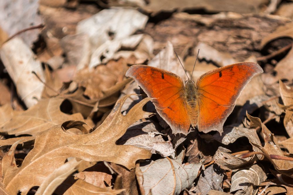 A butterfly at Spring Creek Forest Preserve
