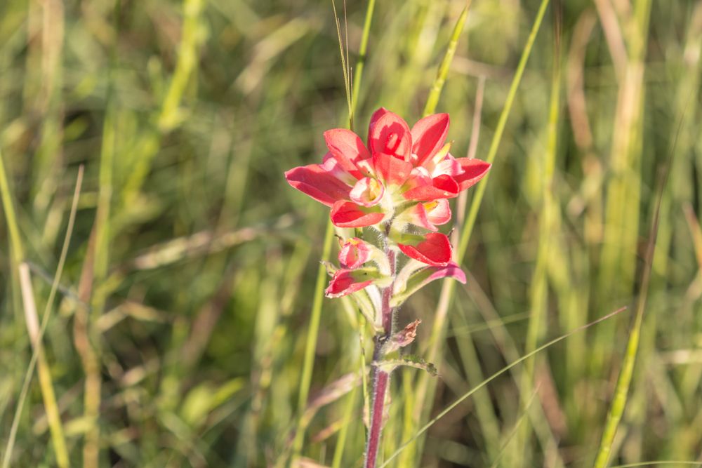 Paintbrush flower at Spring Creek Forest Preserve