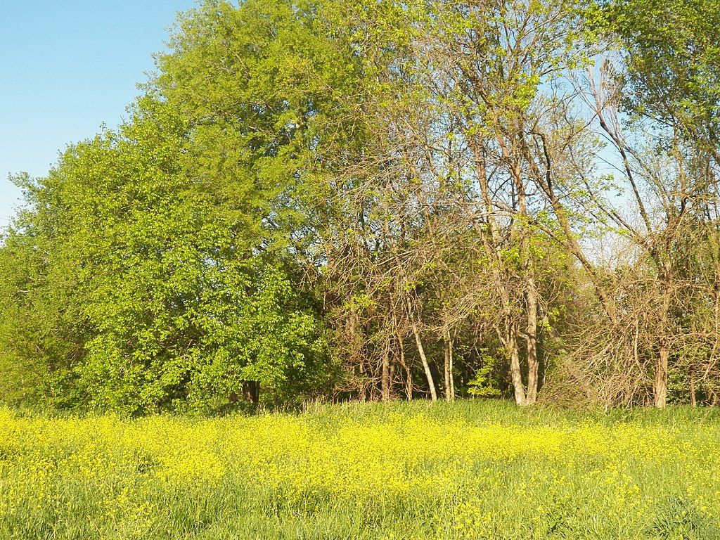 The grounds of Spring Creek Forest Preserve