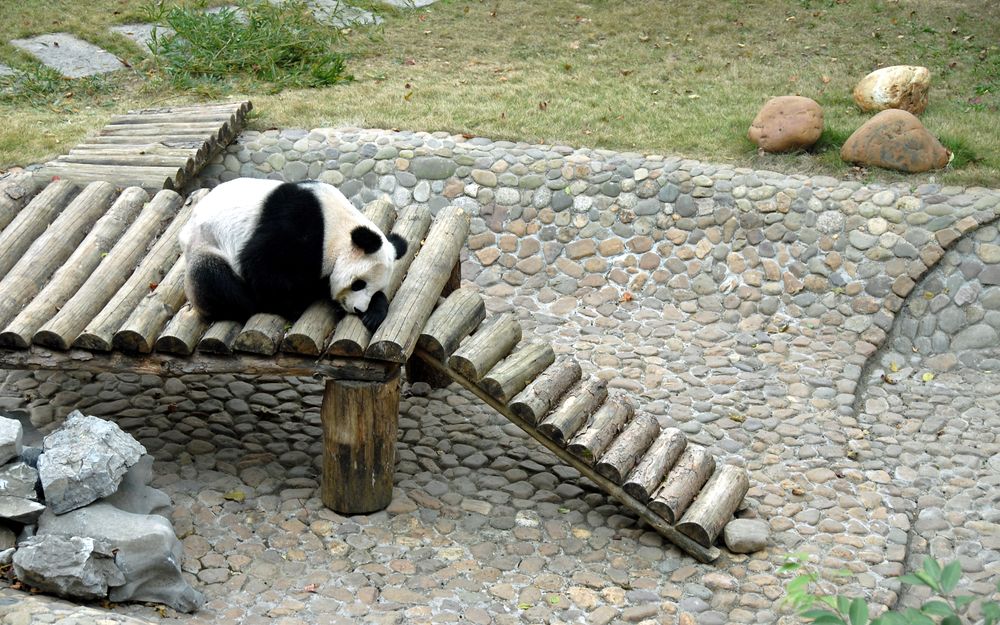 A sleeping panda at Seven Star Park