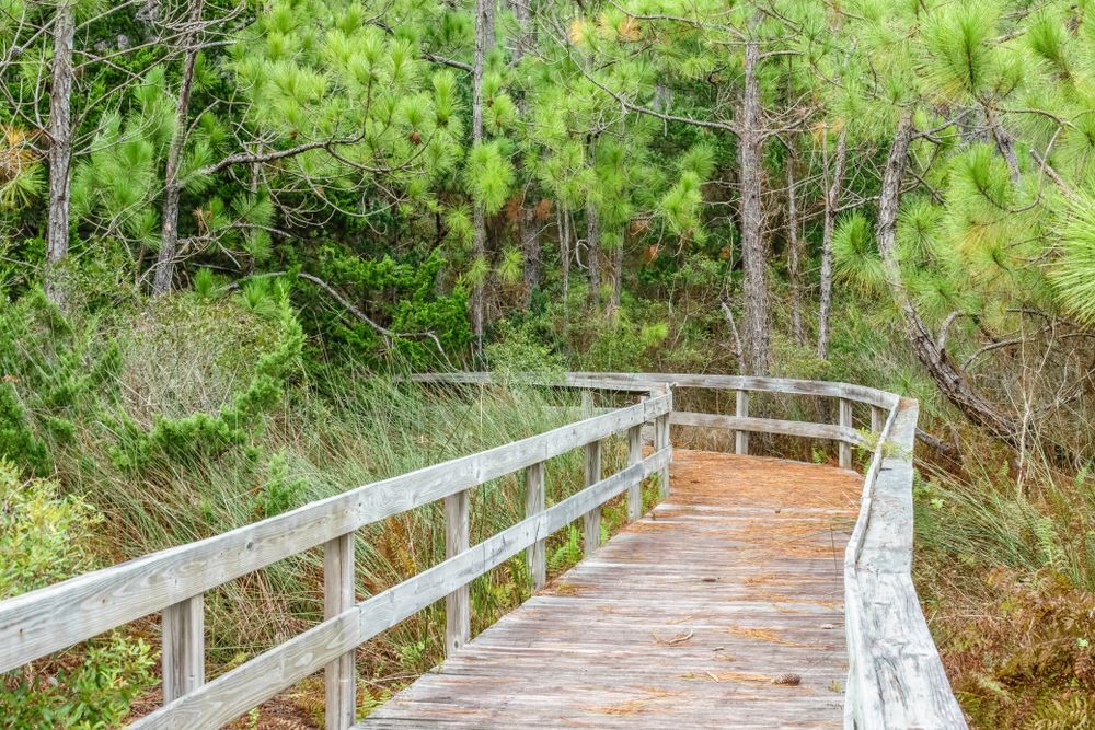 Hammock Hills Nature Trails in Ocracoke