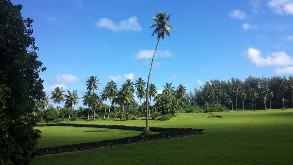 Clean cut grass and tall trees at Kahanu Garden