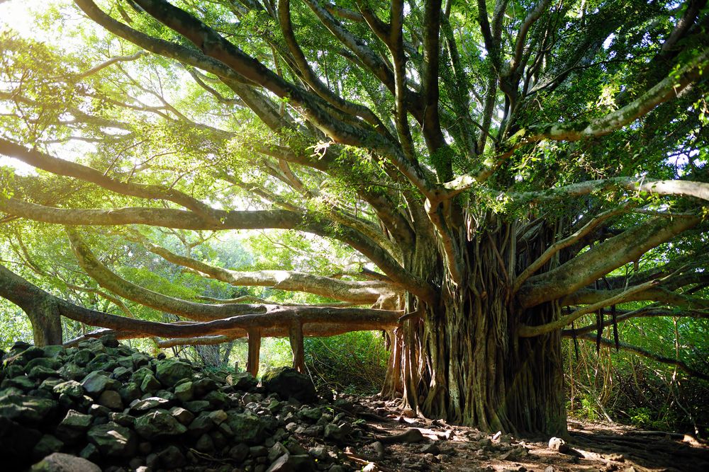 Giant banyan tree at Pipiwai Trail