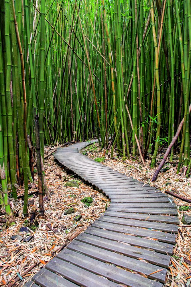 Tall bamboo trees framing the wooden trail at Pipiwai Trail