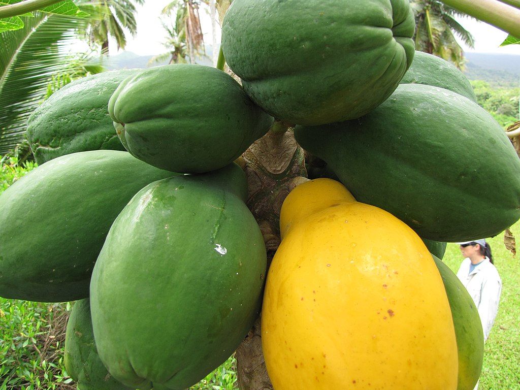 Papaya fruits at Kahanu Garden