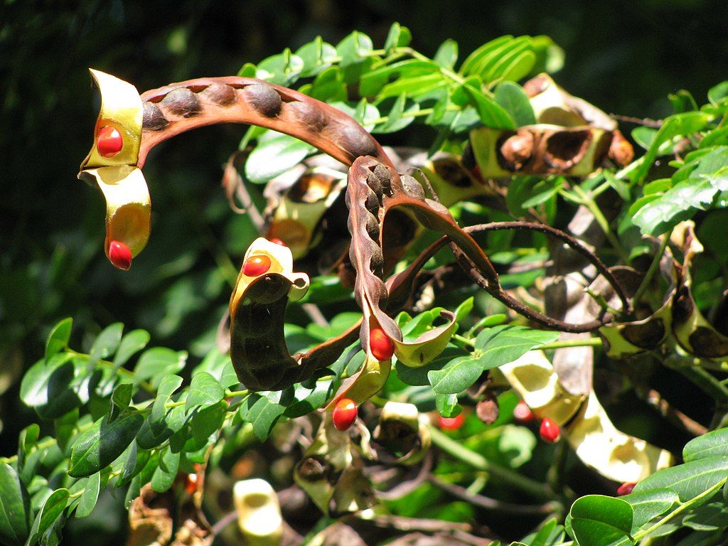 Seeds and pods at Kahanu Garden