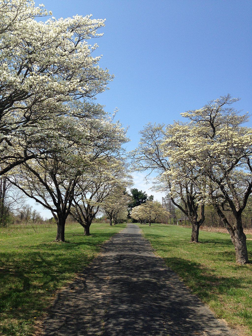 A trail lined with trees at Rockburn Branch Park