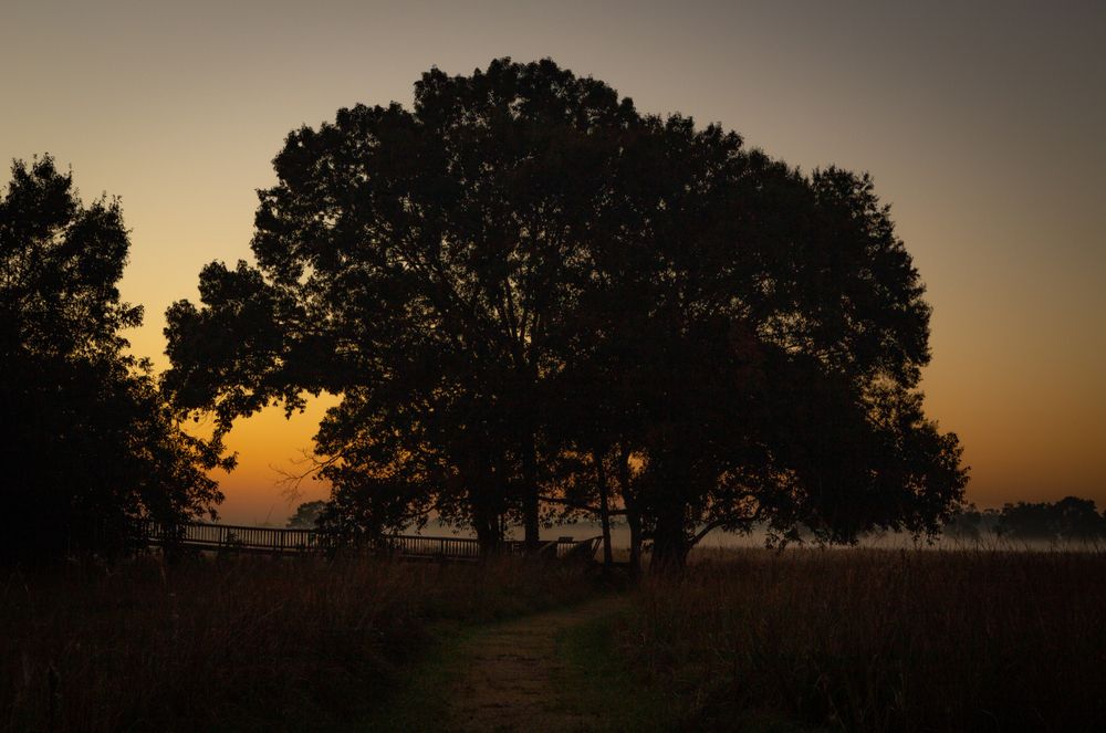 Silhouette of a tree at Armand Bayou Nature Center