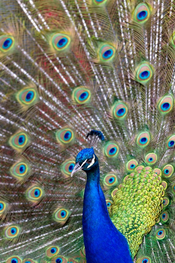 A peacock at Cincinnati Zoo & Botanical Garden