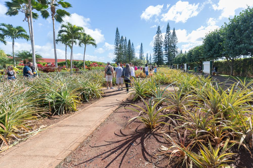 Pineapple maze trail at the Dole Plantation