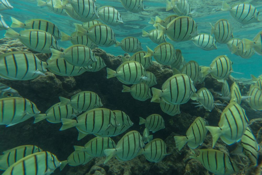 Fish at Hanauma Bay State Park