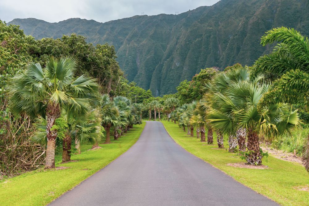 Road at Hoʻomaluhia Botanical Garden