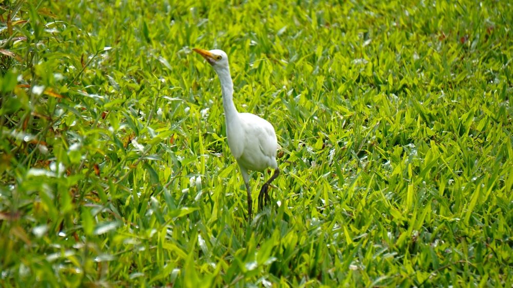 A bird at Hoʻomaluhia Botanical Garden