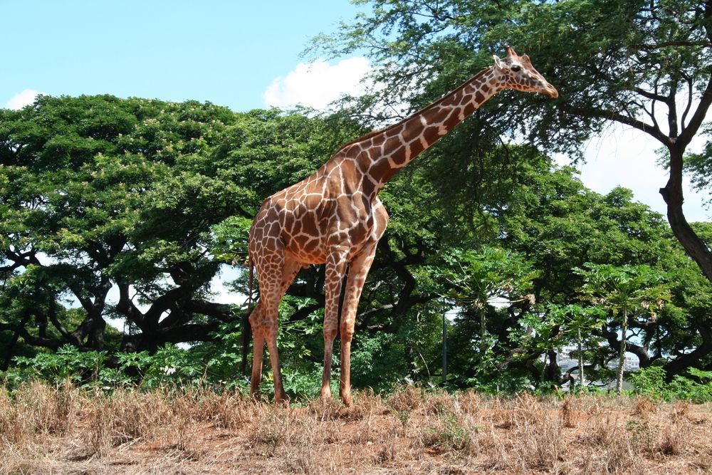 A giraffe at Honolulu Zoo